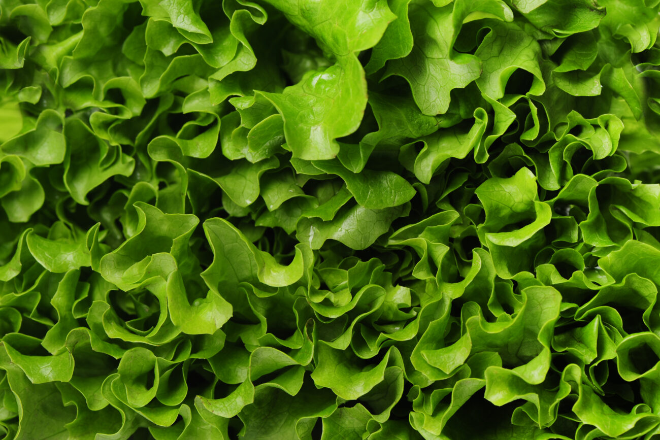 Healthy food. Green salad in close-up